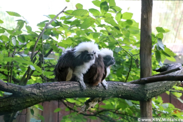 2023_06_24-13_18_40_KBV-Thuele_75