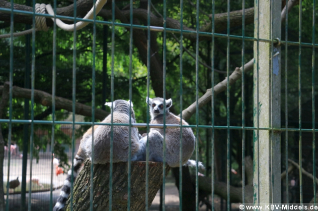 2023_06_24-13_24_01_KBV-Thuele_77