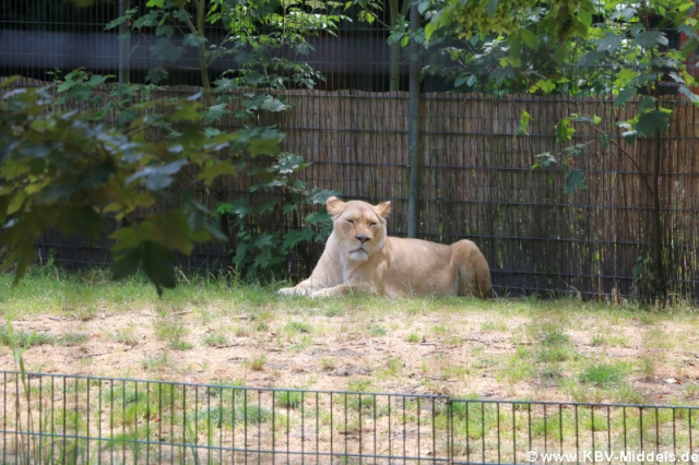 2023_06_24-13_26_30_KBV-Thuele_78