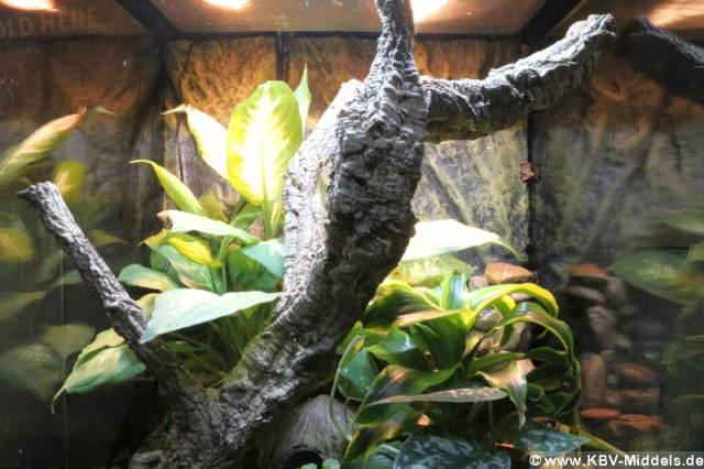 2023_06_24-13_28_45_KBV-Thuele_85