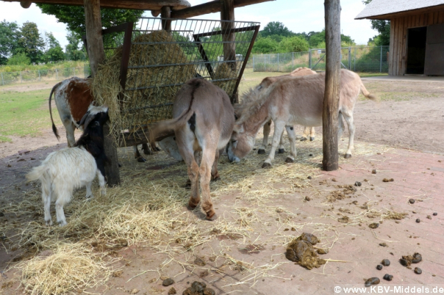 2023_06_24-13_35_48_KBV-Thuele_86