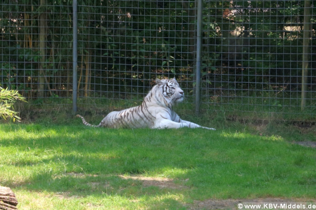 2023_06_24-14_49_08_KBV-Thuele_89